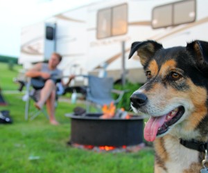 pet friendly rv campground amenities